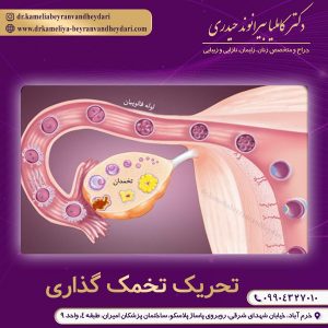 تحریک تخمک گذاری